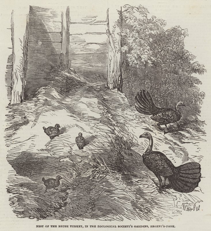 Nest of the Brush Turkey, v zahradách Zoologické společnosti, Regent