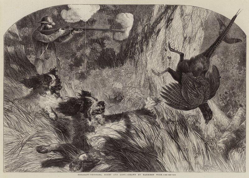 Bažant-Střelba, vpravo a vlevo od Harrison William Weir