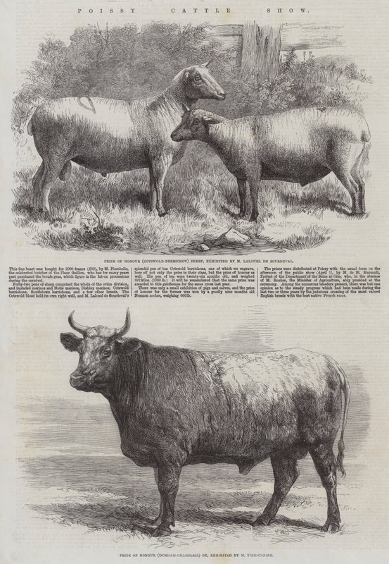 Poissy Cattle Show od Harrison William Weir