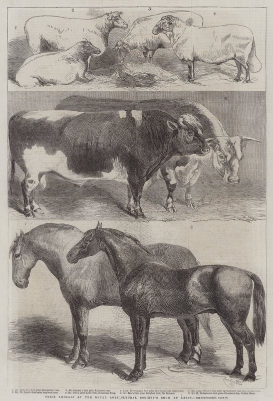 Cena zvířat na výstavě Royal Agricultural Society v Leedsu od Harrison William Weir