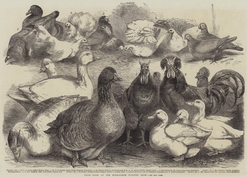 Cena ptáků na Birmingham Poultry Show od Harrison William Weir