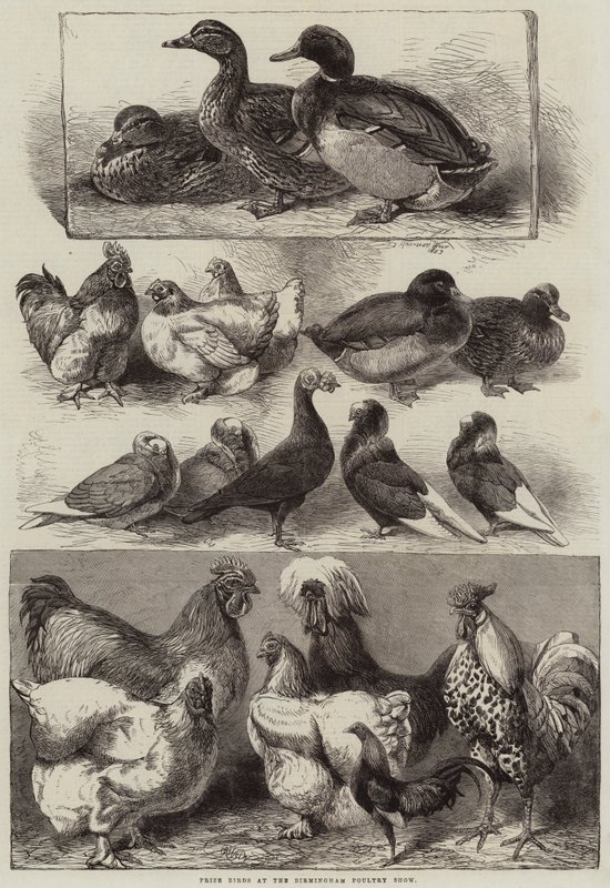 Cena ptáků na Birmingham Poultry Show od Harrison William Weir
