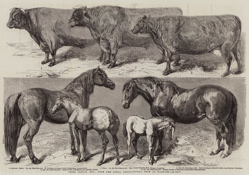 Prize Cattle, atd., z Royal Agricultural Show ve Warwicku od Harrison William Weir