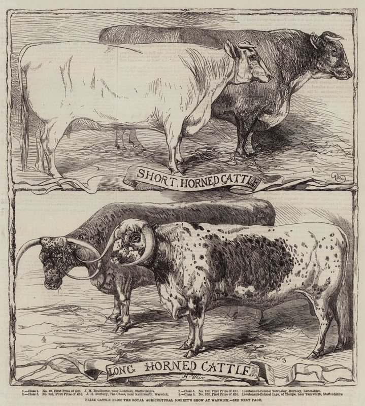 Cenný dobytek z výstavy Royal Agricultural Society ve Warwicku od Harrison William Weir