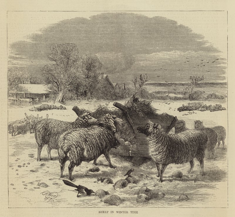 Ovce v zimním období od Harrison William Weir