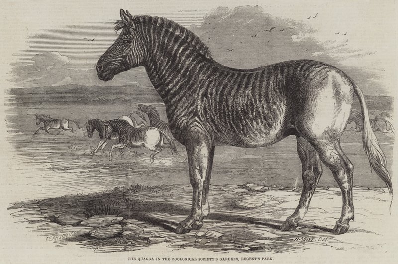 Quagga v zahradách zoologické společnosti, Regent