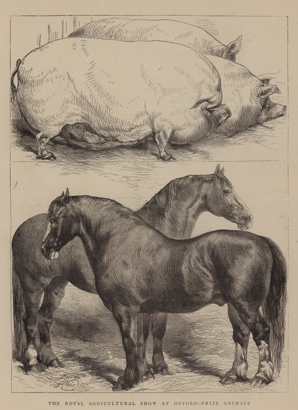 Královská zemědělská výstava v Oxfordu, Prize Animals od Harrison William Weir