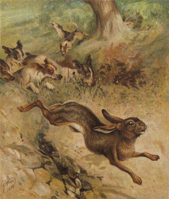 Útěk pro život (chromolitho) od Harrison William Weir