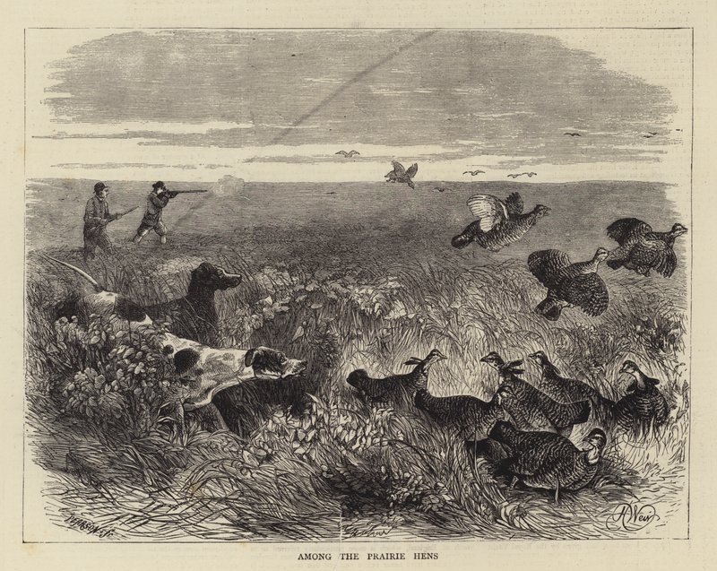 Mezi prérijními slepicemi od Harrison William Weir