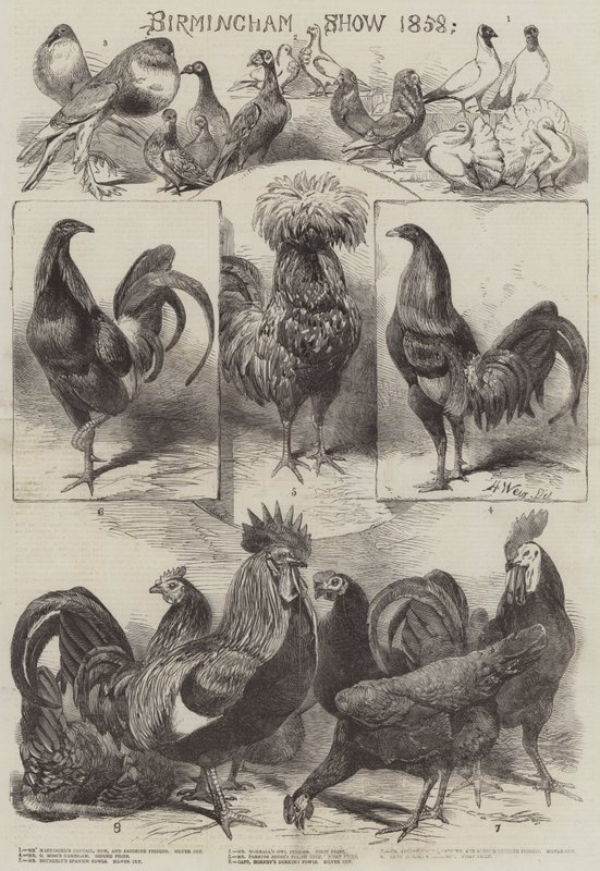 Birminghamská show 1858 od Harrison William Weir