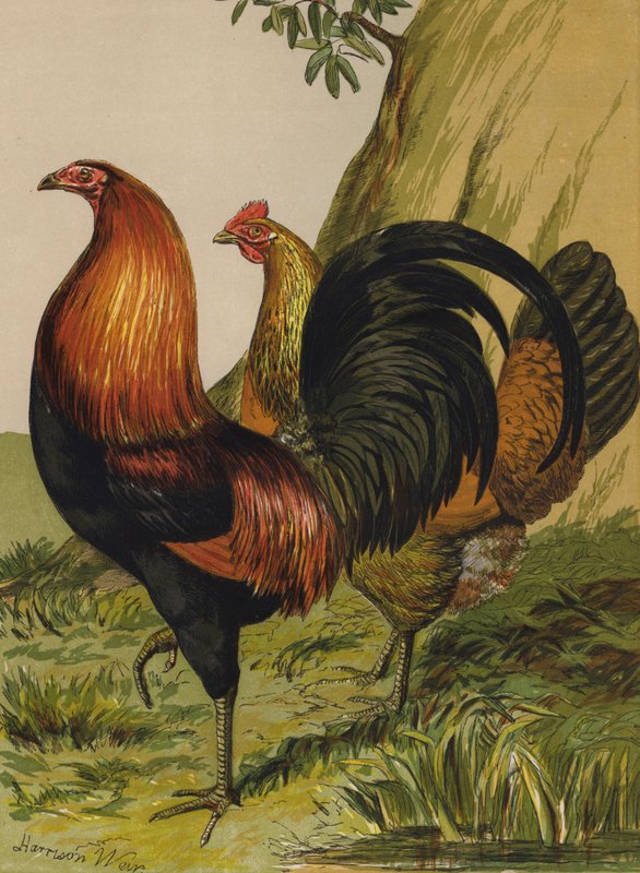 Závěsný od Harrison William Weir