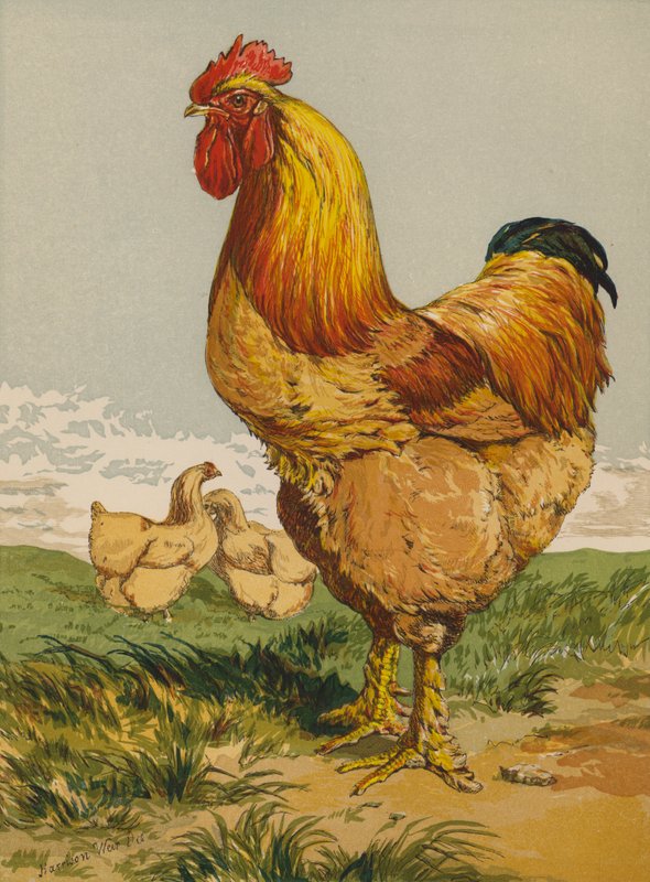 Buff Cochin Cock (chromolitho) od Harrison William Weir