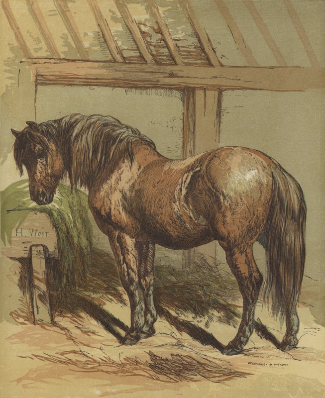 Charlie, kůň od Harrison William Weir