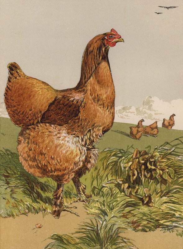 Cinnamon Cochin Hen (chromolitho) od Harrison William Weir