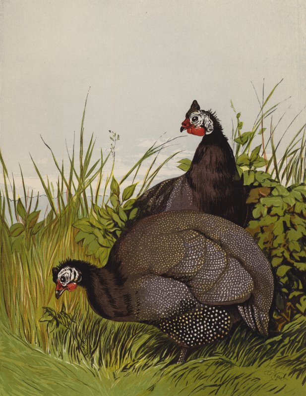 perličky (chromolitho) od Harrison William Weir
