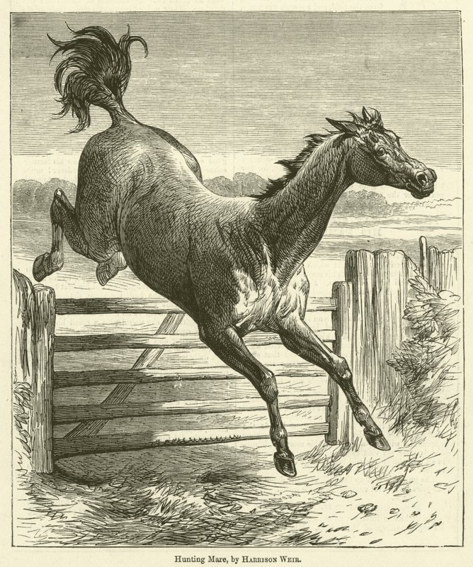 Lovecká klisna od Harrison William Weir
