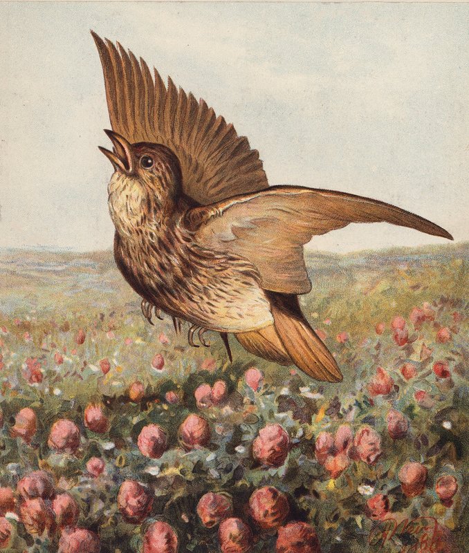 V jeteli (barevná litografie) od Harrison William Weir