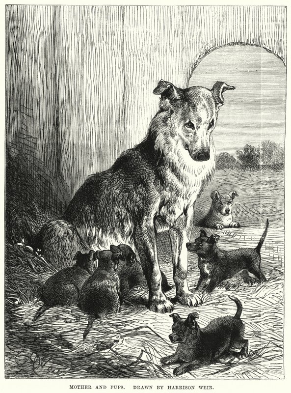 Matka a štěňata (rytina) od Harrison William Weir
