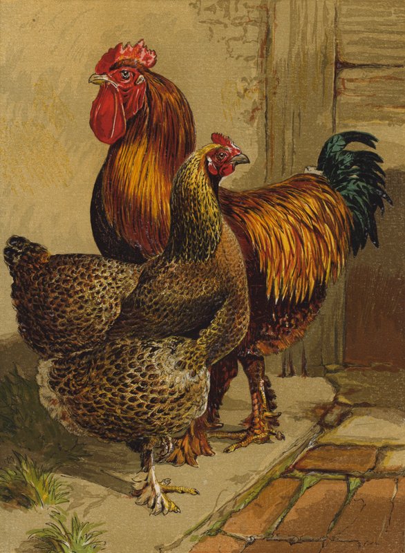 Partridge Cochins (chromolitho) od Harrison William Weir