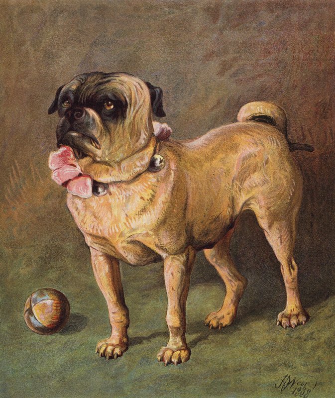Domácí mazlíček Puggy (barevná litografie) od Harrison William Weir