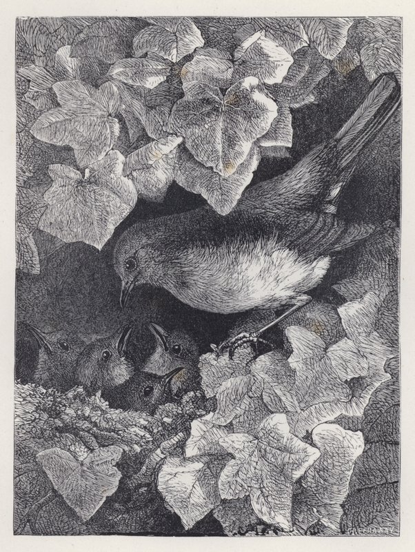 Robin Lectured by His Father (rytina) od Harrison William Weir