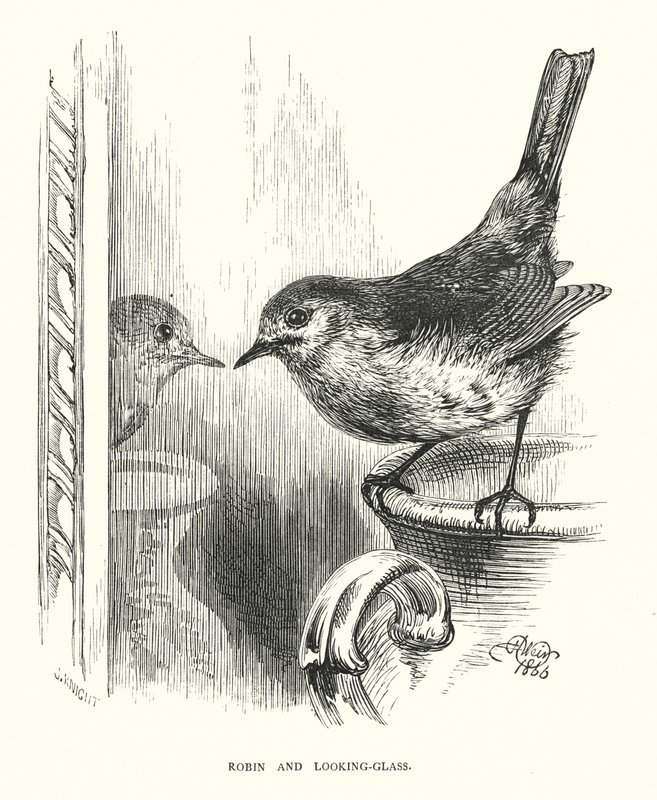 Robin a zrcadlo (rytina) od Harrison William Weir