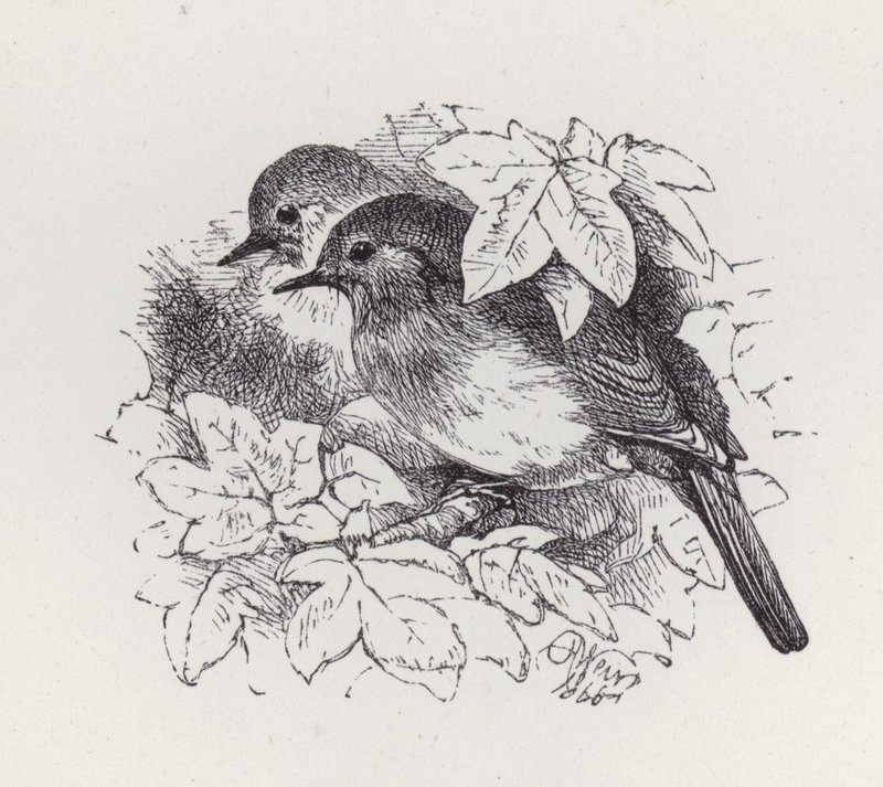 Robins (rytina) od Harrison William Weir