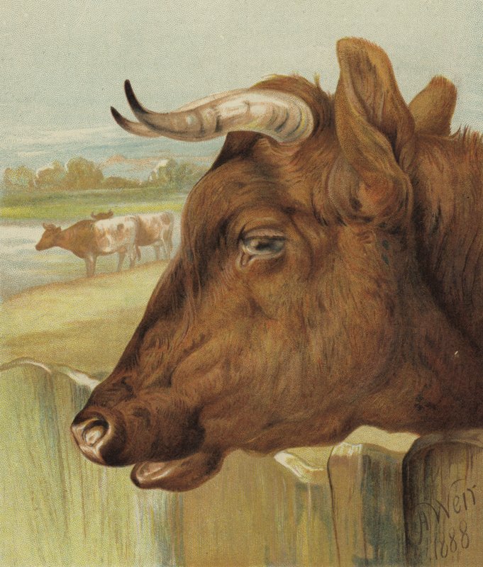 Přítel jeslí (chromolitho) od Harrison William Weir