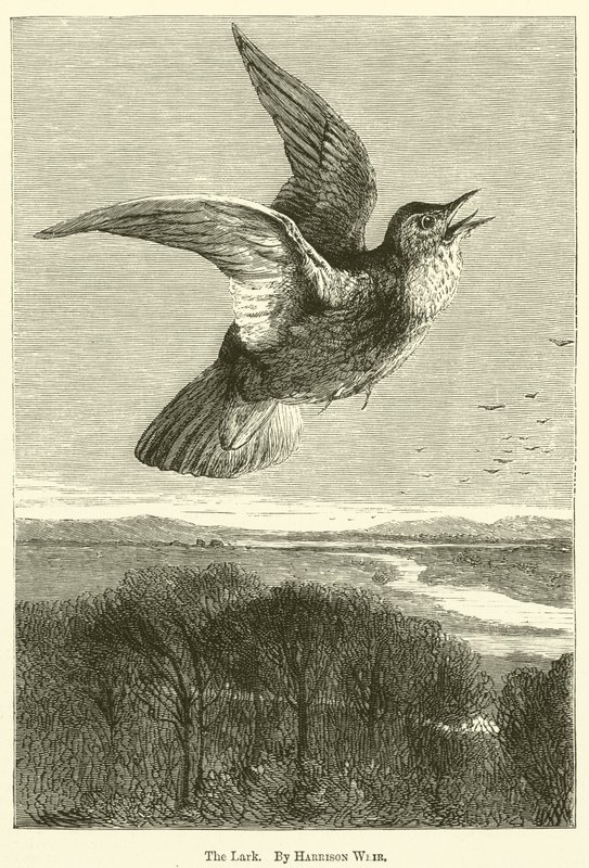 Skřivánek od Harrison William Weir