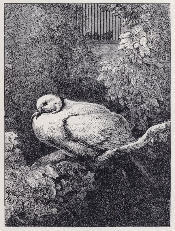 Nešťastná holubice (rytina) od Harrison William Weir