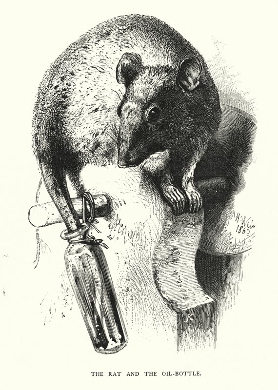 Krysa a láhev s olejem (rytina) od Harrison William Weir