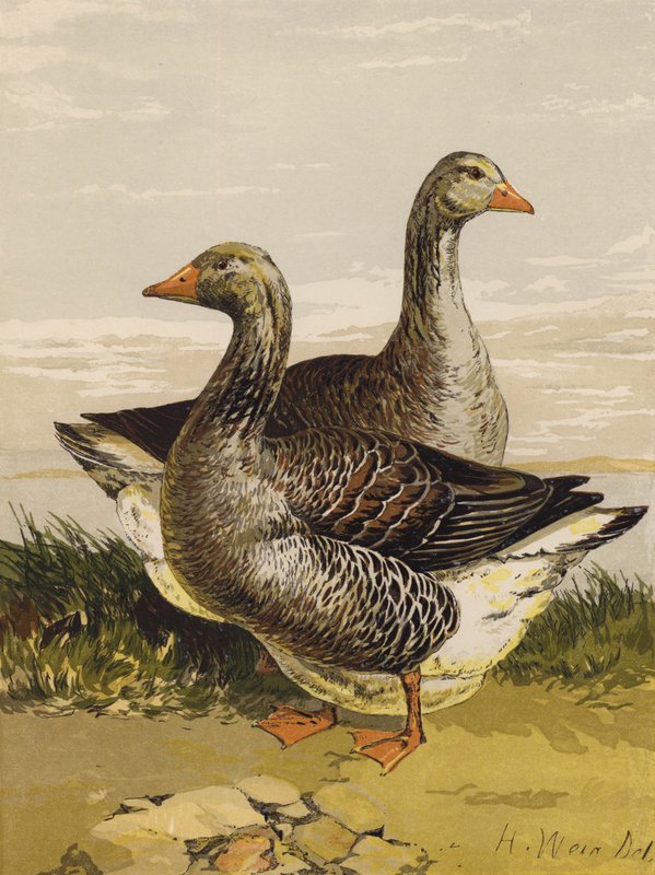 Toulouse Geese (chromolitho) od Harrison William Weir