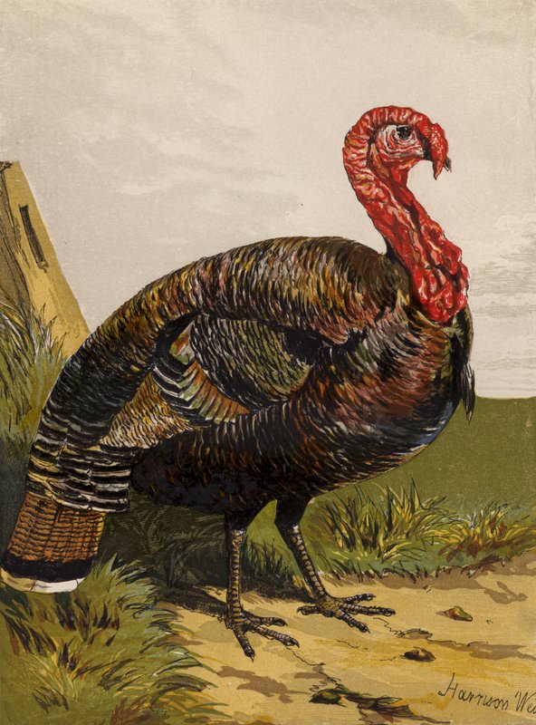 Turecko (chromolitho) od Harrison William Weir