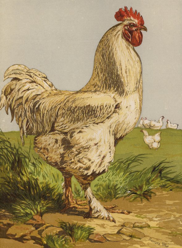 White Cochin Cock (chromolitho) od Harrison William Weir