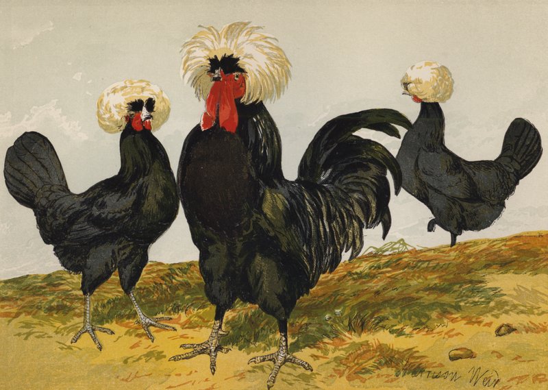 White Crested Black Polish (chromolitho) od Harrison William Weir