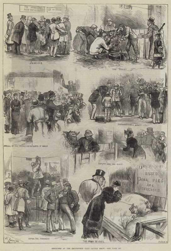 Skici na Smithfield Club Cattle Show od Harry Furniss