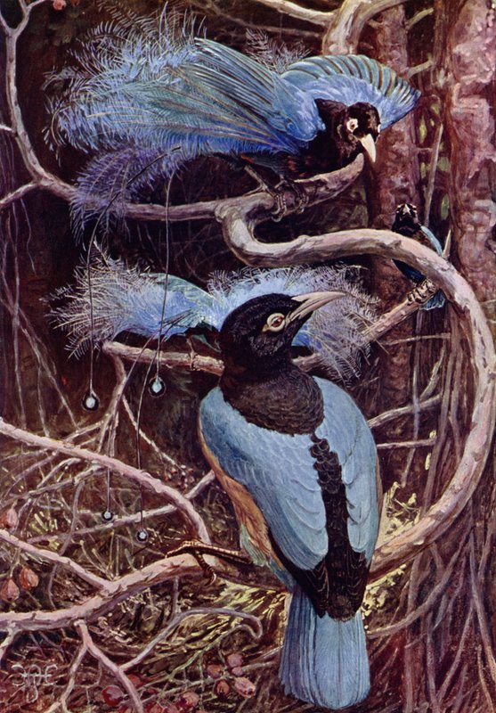 The Blue Bird of Paradise od Harry Hamilton after Johnston