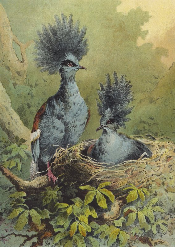 Korunovaný holub (chromolitho) od Hector Giacomelli