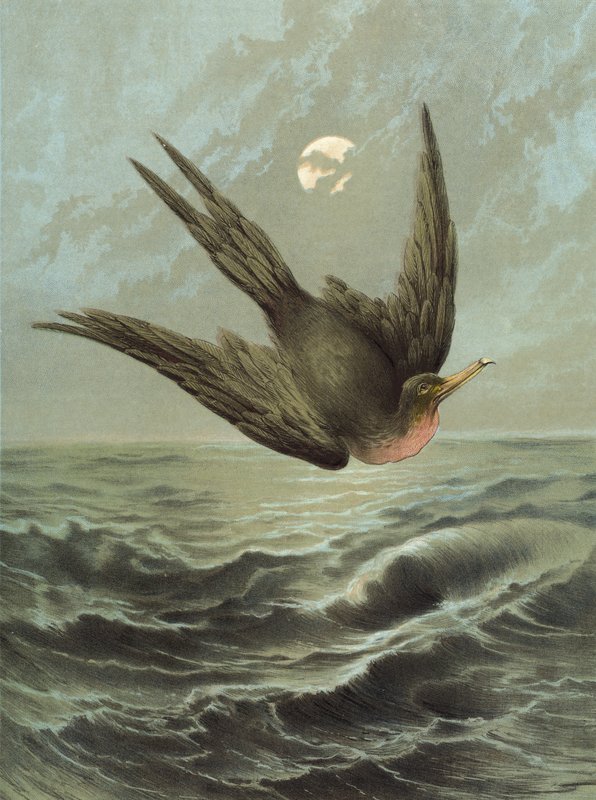 Frigate Bird (chromolitho) od Hector Giacomelli