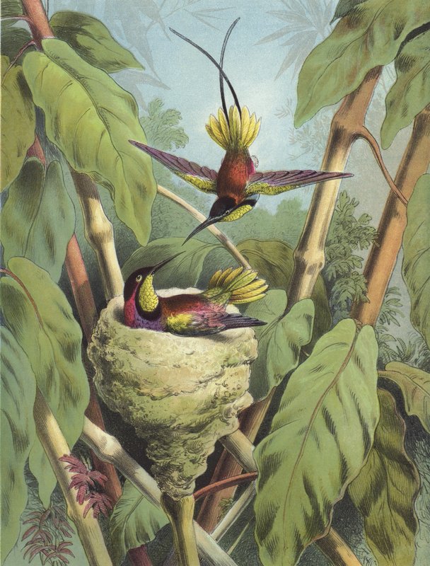 kolibřík (chromolitho) od Hector Giacomelli