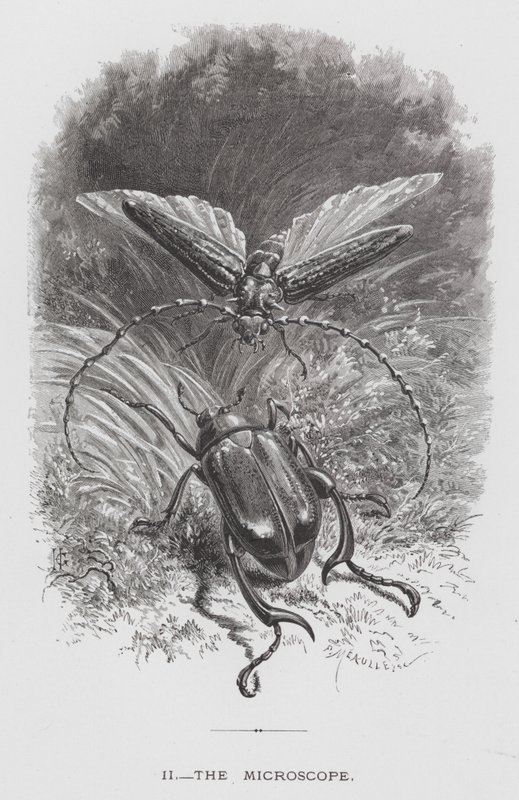 The Insect: The Microscope (rytina) od Hector Giacomelli