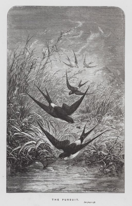 The Insect: The Pursuit (rytina) od Hector Giacomelli
