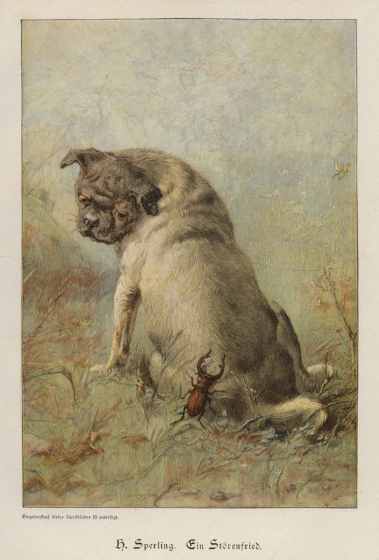 A Troublemaker (barevné rytí) od Heinrich Sperling