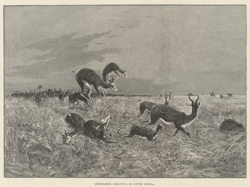 Springbok-Shooting v Jižní Africe od Henry Charles Seppings Wright