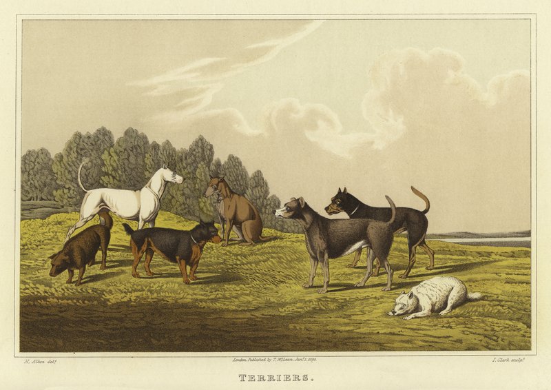 Teriéři (chromolit) od Henry Thomas Alken