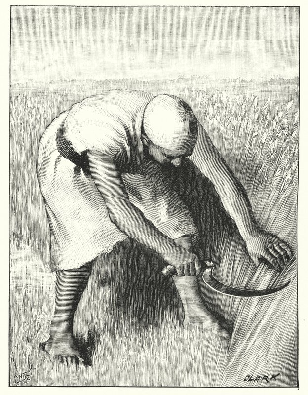 Sklizeň na východě (litho) od Henry Andrew Harper