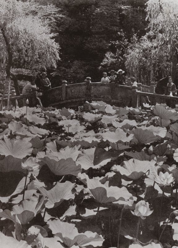 Lotosový rybník (černobílá fotografie) od Herbert Ponting
