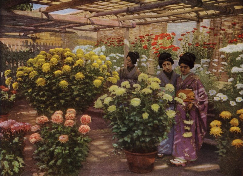 Na Chrysanthemum Show (foto) od Herbert Ponting