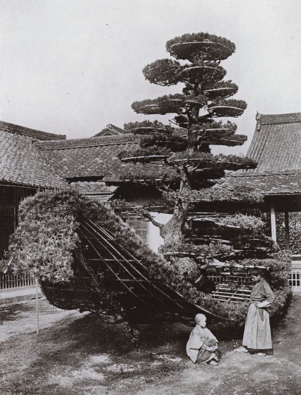 The Pine-Tree Junk at Kinkakuji (č/b foto) od Herbert Ponting