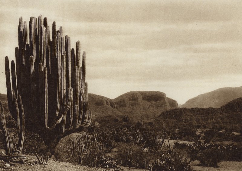 Mexiko: Cuicatian, "Cereus candelabrum" (čb fotografie) od Hugo Brehme